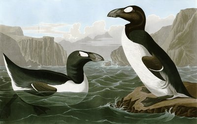 Great Auk by Bird Artist of America. John James Audubon