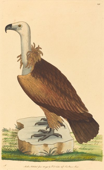 The Alpine Vulture by British 18th Century