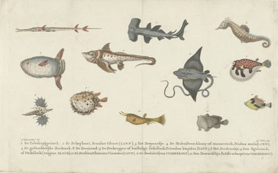 Twelve Different Fish Species by Carl Cristiaan Fuchs