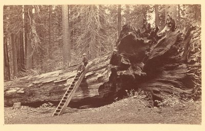 Father of the Forest Calaveras Grove by Carleton Watkins