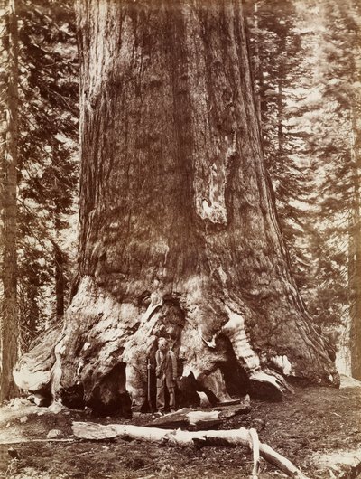 Grizzly Giant Diameter 33 Ft. Mariposa Grove by Carleton Watkins