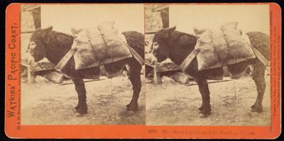 The Oldest Inhabitant of the Farallone Islands by Carleton Watkins