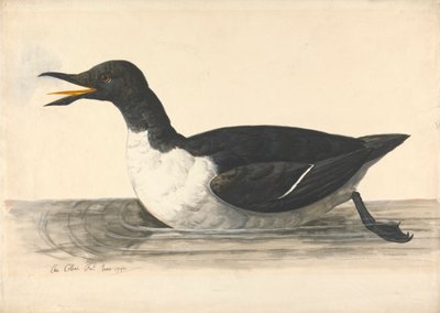 A Guillemot, June 1742 by Charles Collins