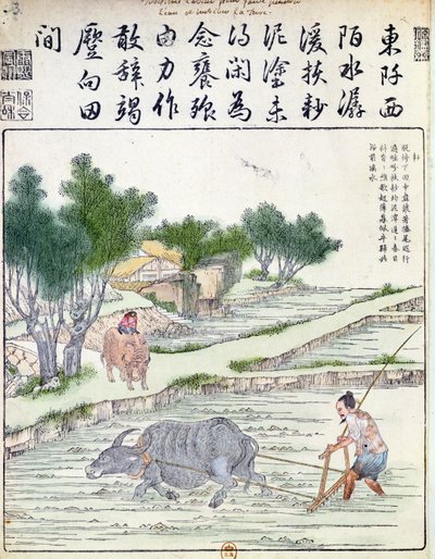 Rice cultivation in China by Chinese School