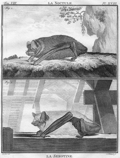 The Noctule & The Serotine by Christian Friedrich Fritzsch