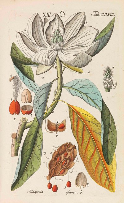 Botanical Handbook by Christian Schkuhr