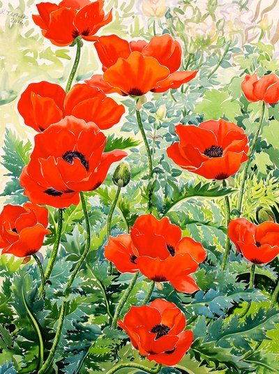 Garden Red Poppies by Christopher Ryland