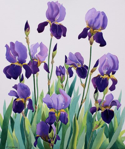 Purple Irises by Christopher Ryland