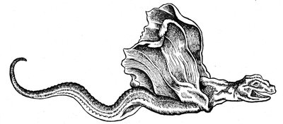 A Basilisk by Conrad (after) Gesner