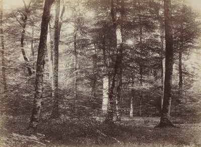 Untitled (The Forest of Fontainebleau) by Constant Alexandre Famin