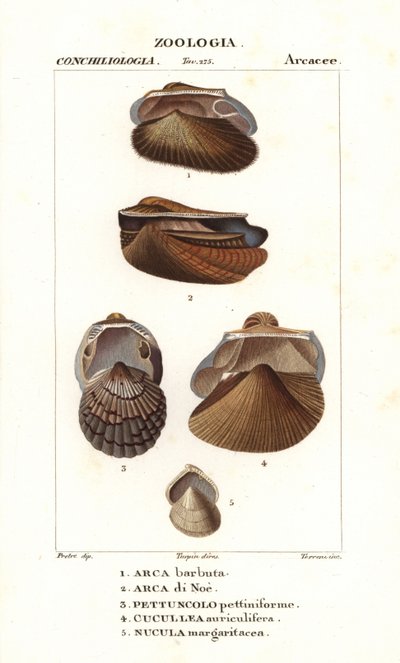Freshwater ark clams by Corsi Corsi