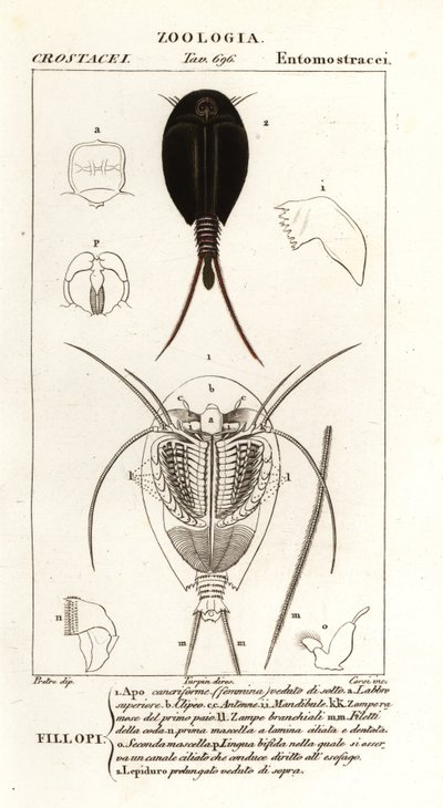 Tadpole Shrimps by Corsi Corsi
