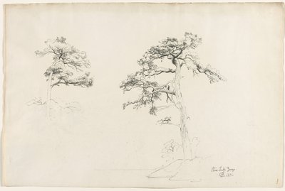 Pine, Lake George, 1871 by David Johnson