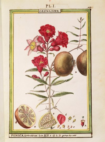 Pomegranate (Punica granatum) by Delahaye Delahaye