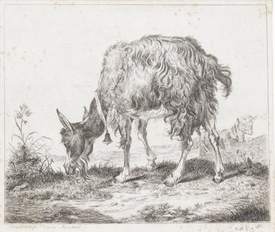 Grazing Goat with Bell by Diederik Jan Singendonck