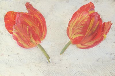 Studies of tulips by Dutch School