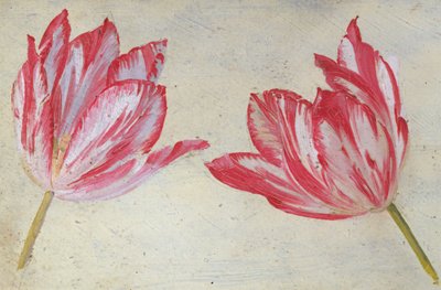 Studies of tulips by Dutch School