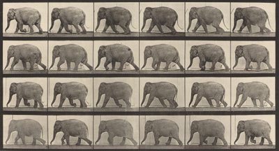 Plate Number 733. Elephant walking, 1887 by Eadweard Muybridge