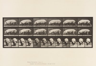 Plate 673. Sow; Walking by Eadweard Muybridge