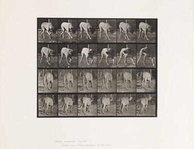 Plate 703. Dog; Walking; Interrupted Mastiff-Dread by Eadweard Muybridge