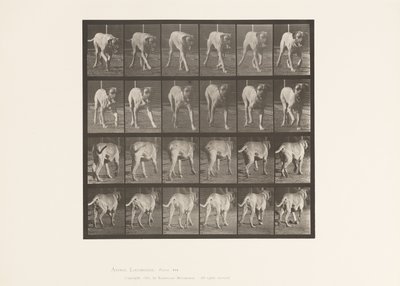 Plate 705. Dog; Trotting; Mastiff by Eadweard Muybridge