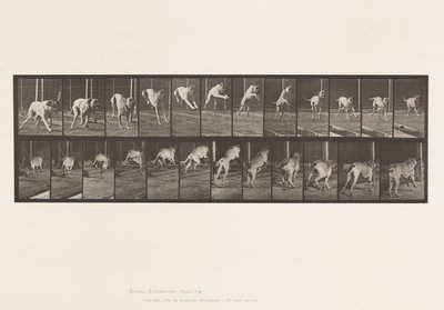 Plate 712. Dog; Jumping Hurdle; Mastiff, Dread by Eadweard Muybridge