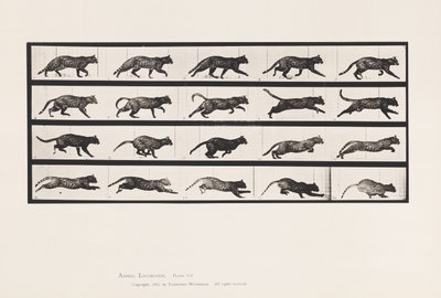 Plate 717. Cat; Trotting; Change to Galloping by Eadweard Muybridge