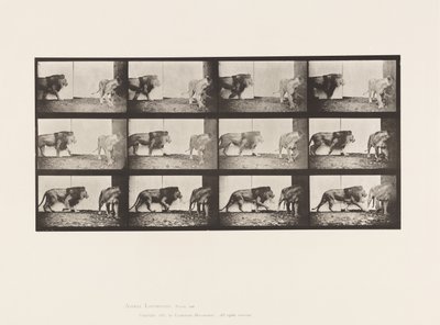 Plate 726. Lion and Lioness; Walking by Eadweard Muybridge