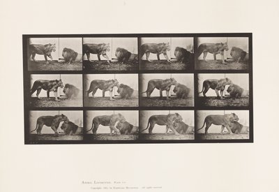 Plate 727. Lioness; Walking; Lion; Lying Down by Eadweard Muybridge