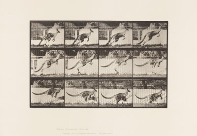 Plate 752. Kangaroo; Jumping by Eadweard Muybridge