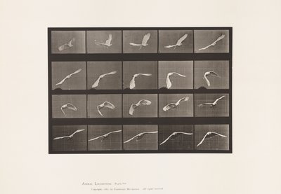 Plate 760. Cockatoo; Flying by Eadweard Muybridge