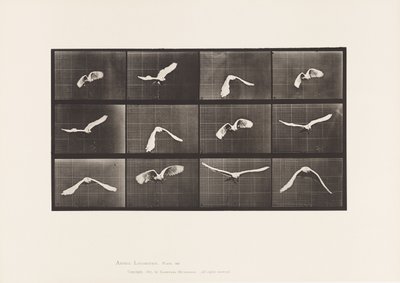 Cockatoo; Flying (Plate 762) by Eadweard Muybridge