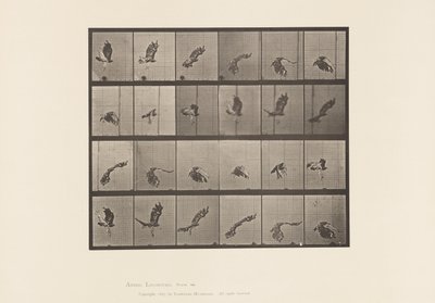 Plate 763. Red-Tailed Hawk; Flying by Eadweard Muybridge