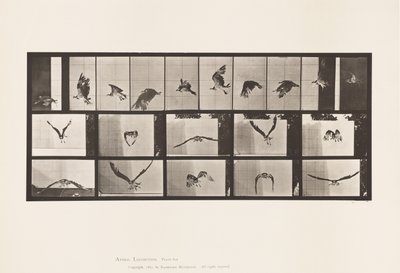 Plate 764. Fish Hawk; Flying by Eadweard Muybridge