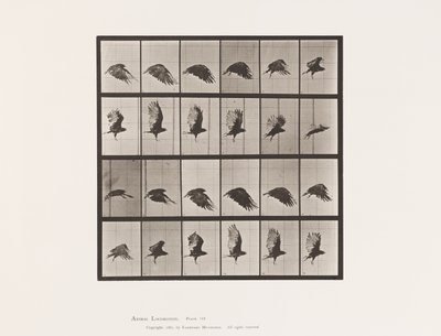 Vulture; Flying (Plate 765) by Eadweard Muybridge