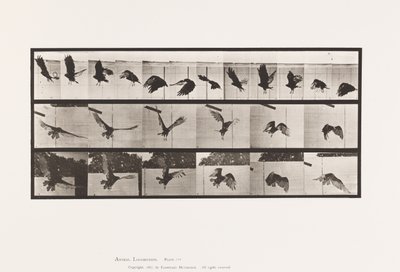Vulture; Flying by Eadweard Muybridge