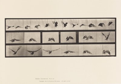 Plate 768. Vulture; Flying by Eadweard Muybridge