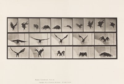 Plate 769. American Eagle; Flying by Eadweard Muybridge