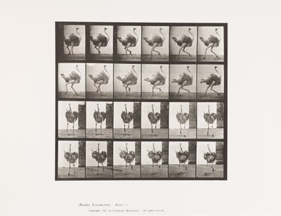 Plate 773. Ostrich; Running by Eadweard Muybridge