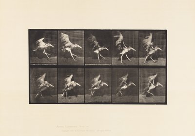 Adjutant; Flying Run by Eadweard Muybridge