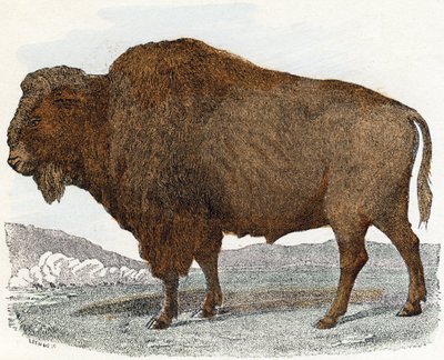 Bison from 