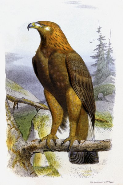 The Golden Eagle by Edouard Travies