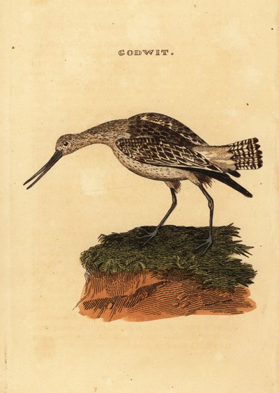 Bar-tailed Godwit by Edward Donovan