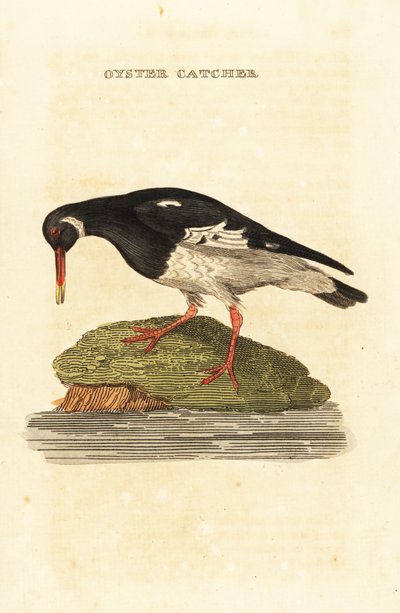 Eurasian Oystercatcher by Edward Donovan