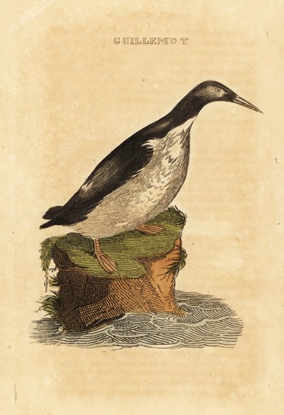 Foolish Guillemot by Edward Donovan