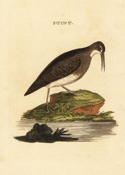 Least Sandpiper by Edward Donovan