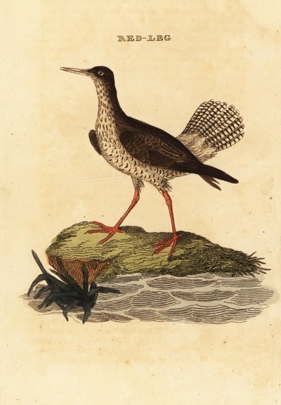 Red shank by Edward Donovan