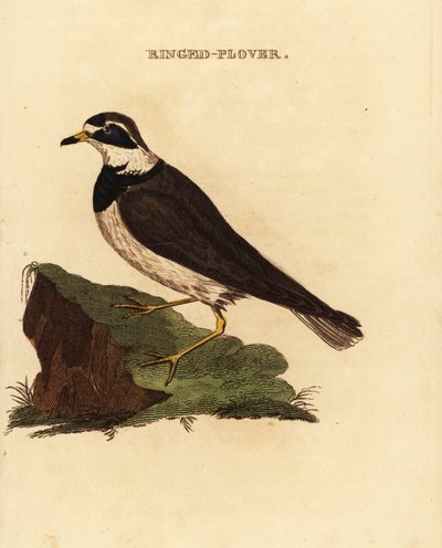 Ringed Plover by Edward Donovan