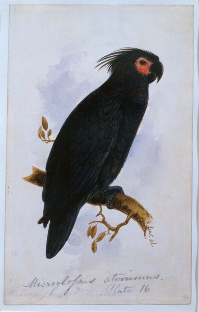 Parrot: Plate 16 by Edward Lear