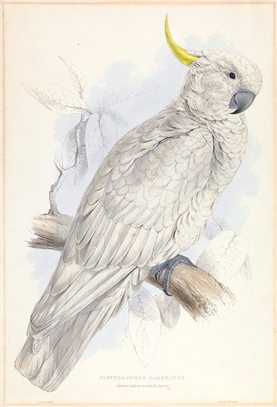 Plyctolophus Galeritus. Greater Sulphur-crested Cockatoo. by Edward Lear